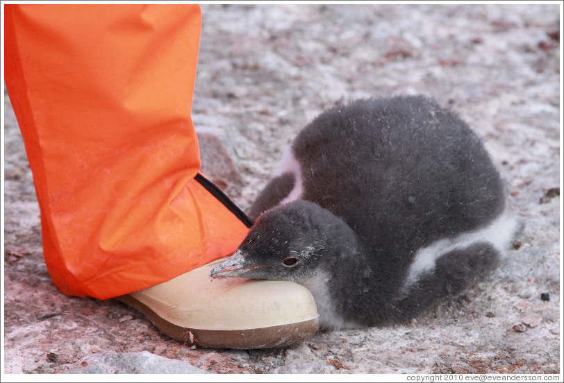 Baby Gentoo Penguin resting its head on Tom's foot.