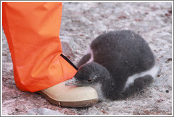 Baby Gentoo Penguin resting its head on Tom's foot.
