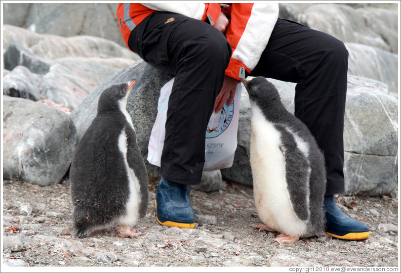 Baby Gentoo Penguins inspecting visitor.