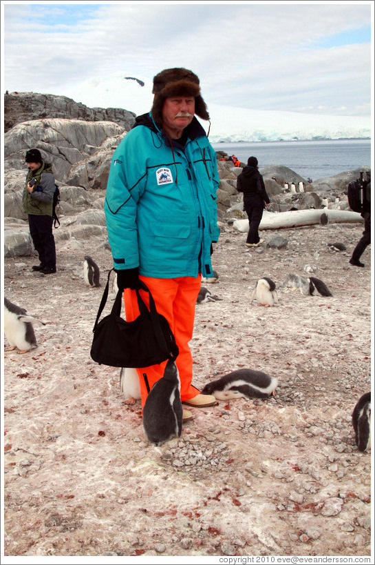 Baby Gentoo Penguins inspecting Tom.