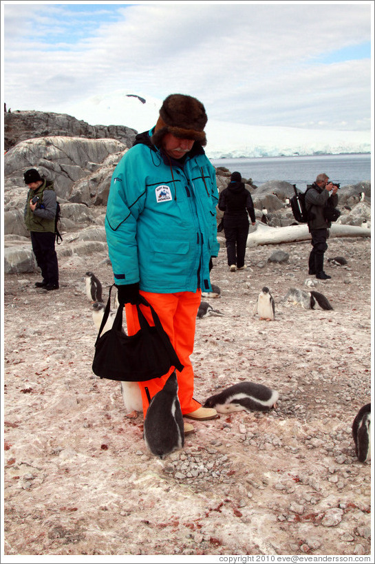 Baby Gentoo Penguins inspecting Tom.