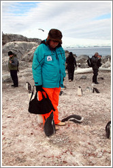 Baby Gentoo Penguins inspecting Tom.