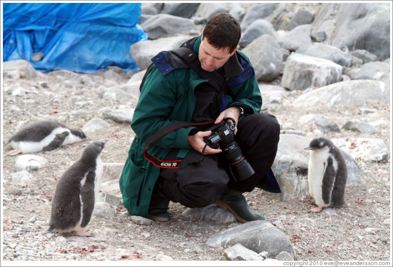 Baby Gentoo Penguins inspecting Trent.