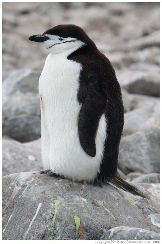 Chinstrap Penguin sitting on a rock.