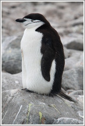 Chinstrap Penguin sitting on a rock.