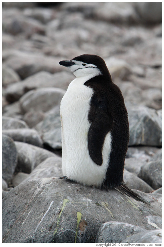 Chinstrap Penguin sitting on a rock.