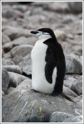 Chinstrap Penguin sitting on a rock.