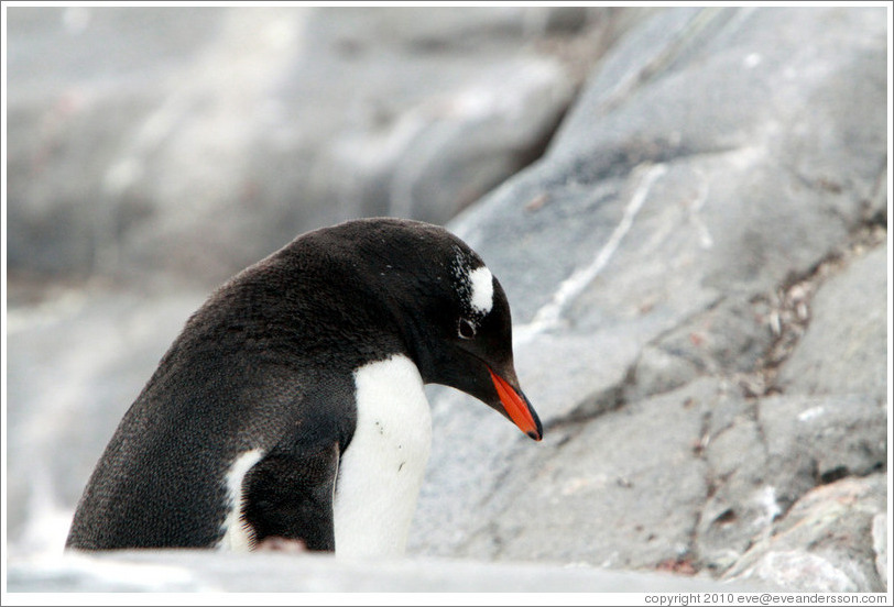 Gentoo Penguin.