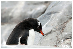 Gentoo Penguin.