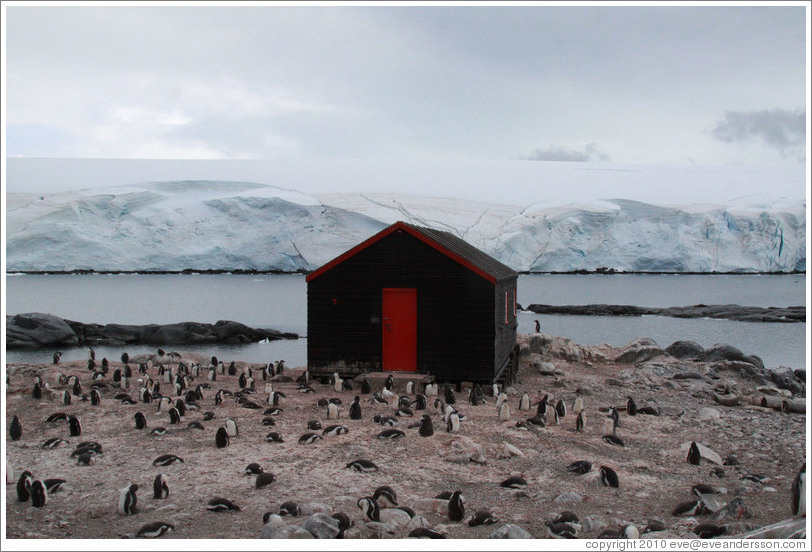 Gentoo Penguins.