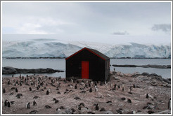 Gentoo Penguins.