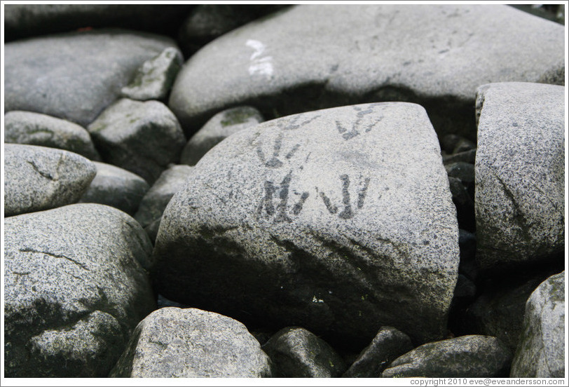 Gentoo Penguin footprints on rocks.
