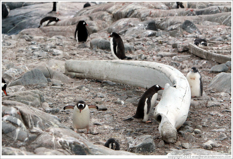 Whale bone and Gentoo Penguins.