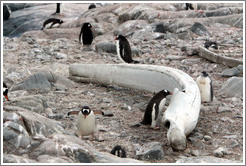 Whale bone and Gentoo Penguins.