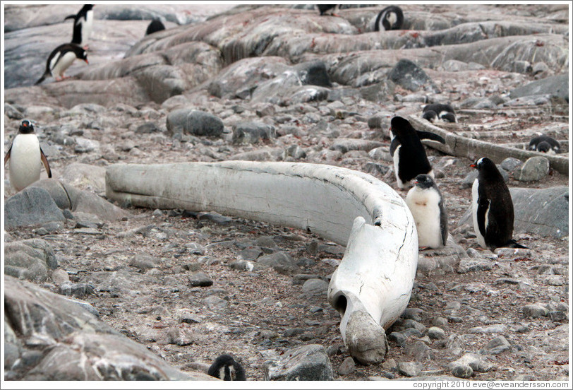 Whale bone and Gentoo Penguins.