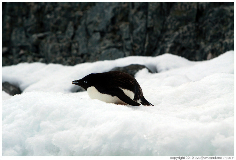 Ad?e Penguin resting in the snow.