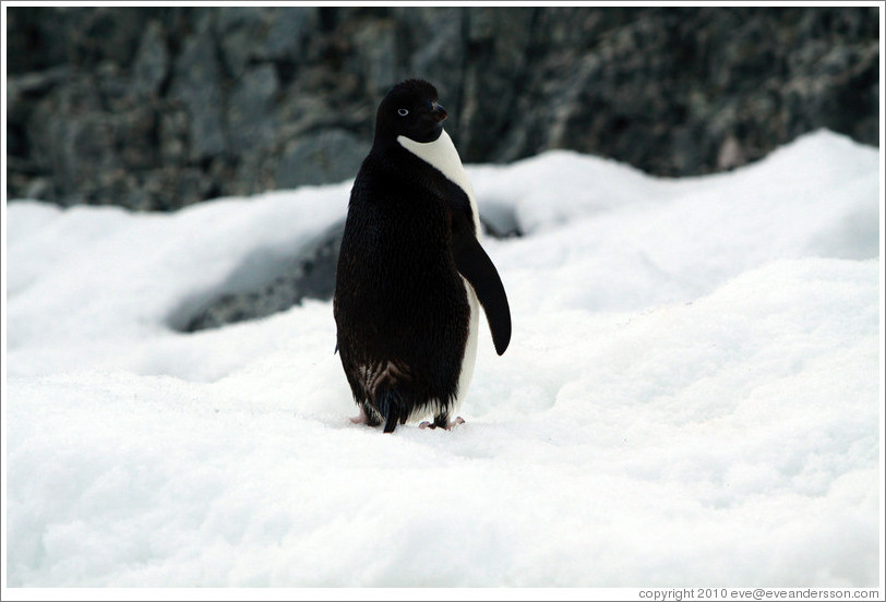 Ad?e Penguin standing in the snow.