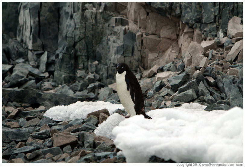 Ad?e Penguin standing in the snow.