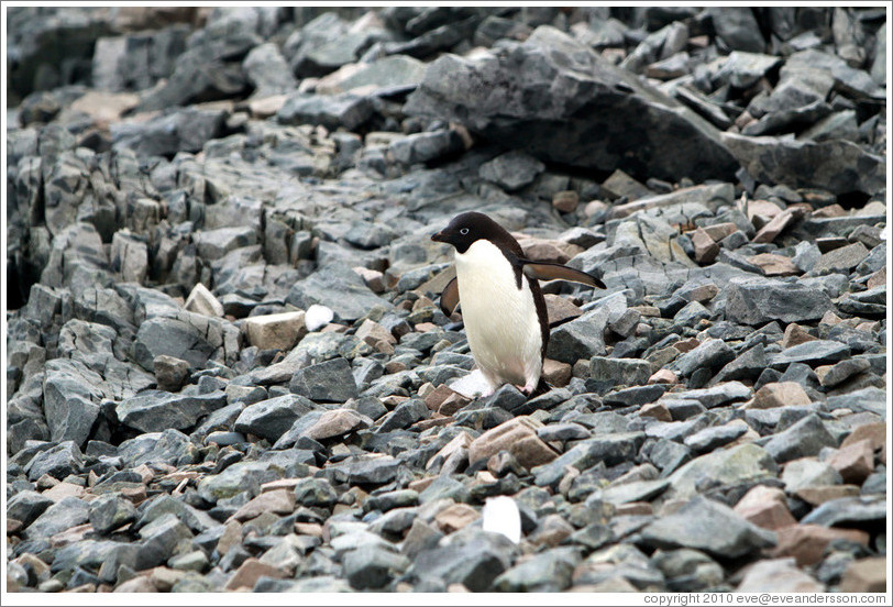 Ad?e Penguin walking on the rocks.