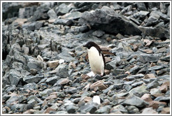 Ad?e Penguin walking on the rocks.