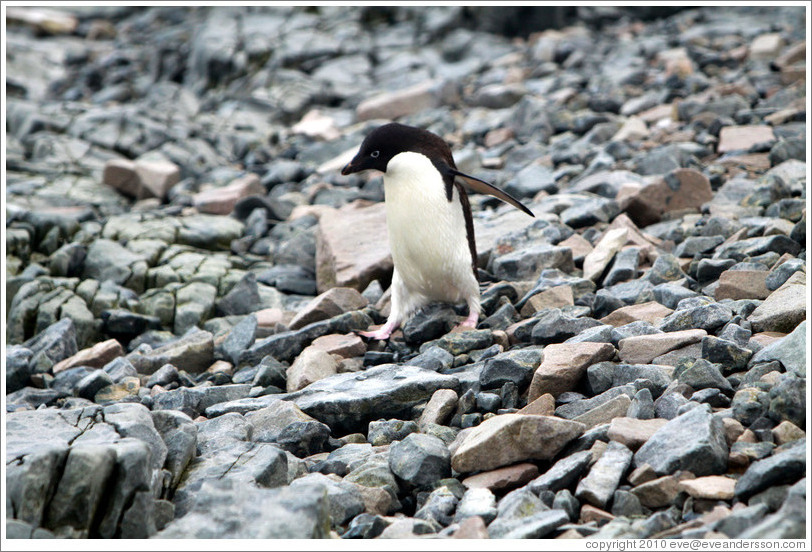Ad?e Penguin walking on the rocks.