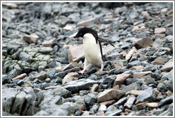 Ad?e Penguin walking on the rocks.