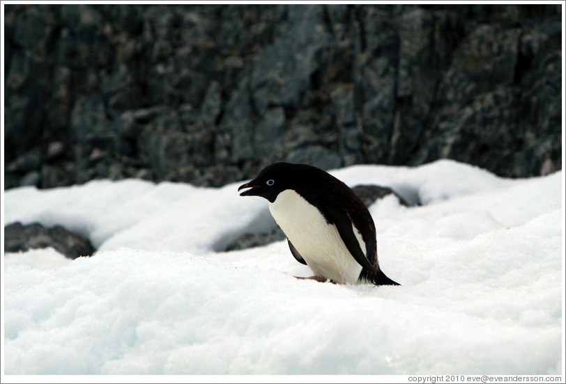 Ad?e Penguin standing on the snow.