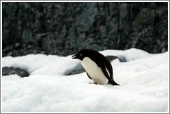 Ad?e Penguin standing on the snow.