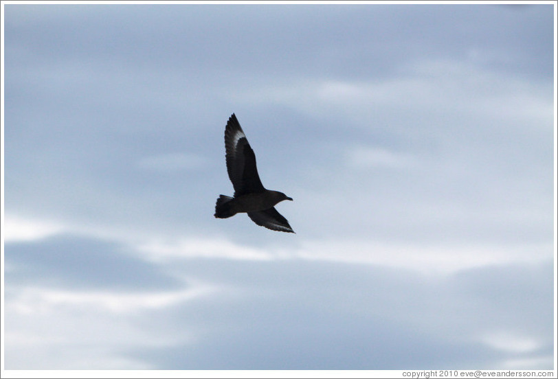 Brown Skua flying.