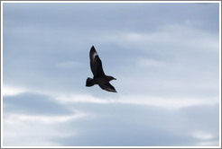 Brown Skua flying.