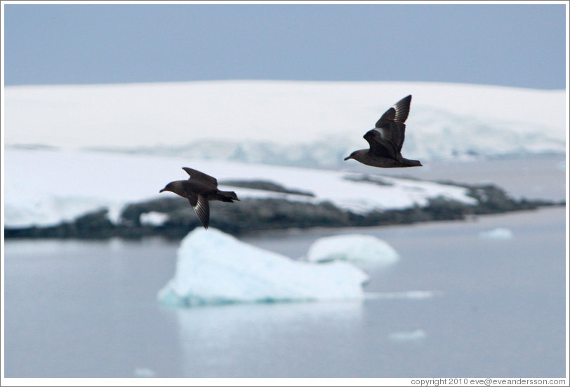 Brown Skuas flying.