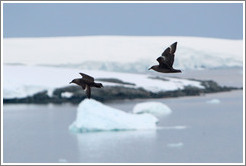 Brown Skuas flying.