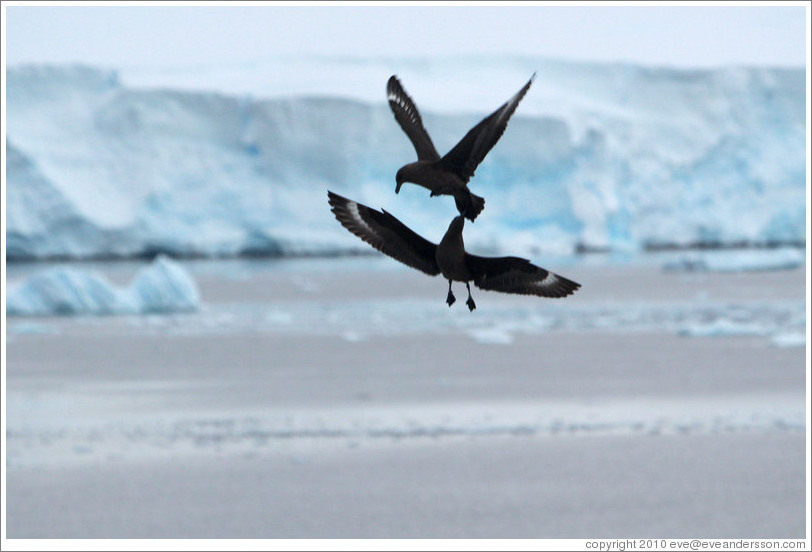 Brown Skua fighting.