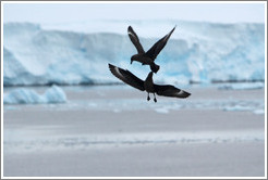 Brown Skua fighting.