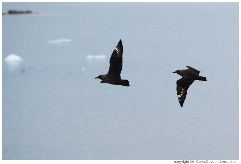 Brown Skua flying.