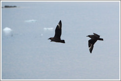 Brown Skua flying.