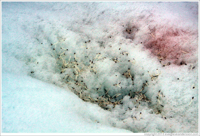 Feathers from a molting Ad?e Penguin in the snow.