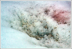 Feathers from a molting Ad?e Penguin in the snow.