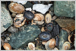 Sea shells on the ground.