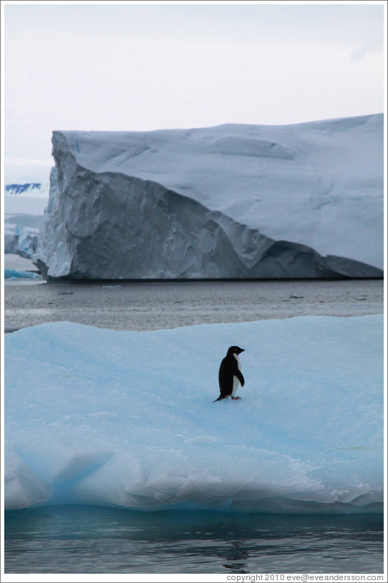 Ad?e Penguin on an iceberg.