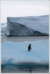 Ad?e Penguin on an iceberg.