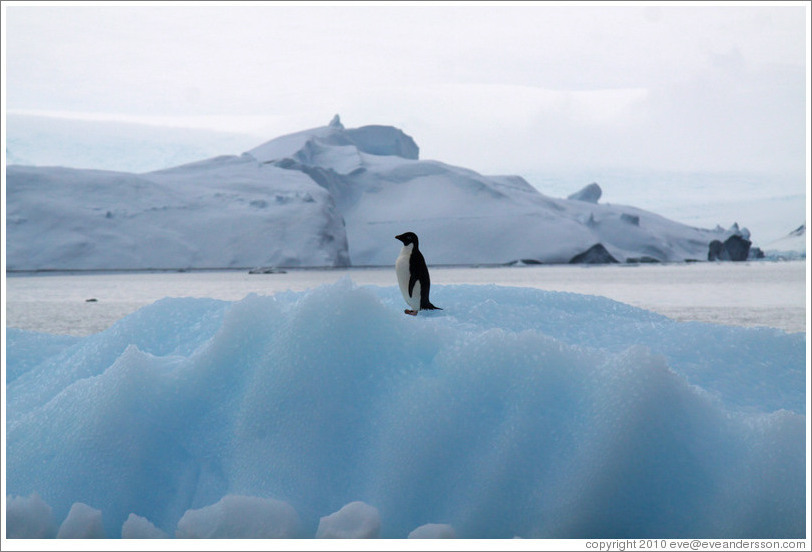 Ad?e Penguin on an iceberg.