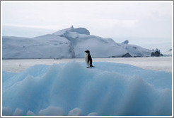 Ad?e Penguin on an iceberg.