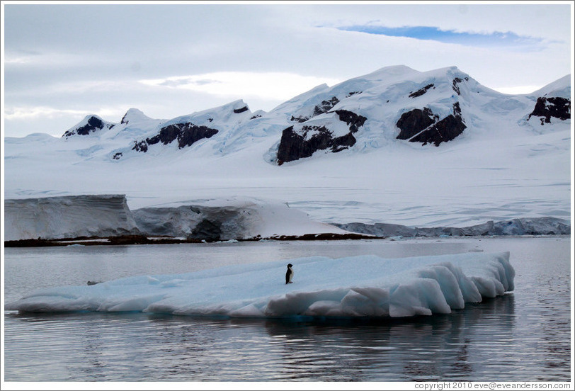 Ad?e Penguin on an iceberg.