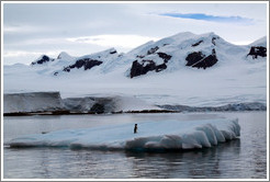 Ad?e Penguin on an iceberg.