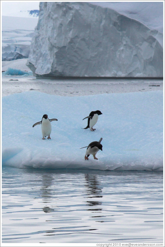 Three Ad?e Penguins on an iceberg, preparing to jump into the water.