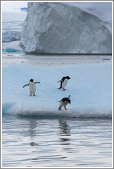 Three Ad?e Penguins on an iceberg, preparing to jump into the water.