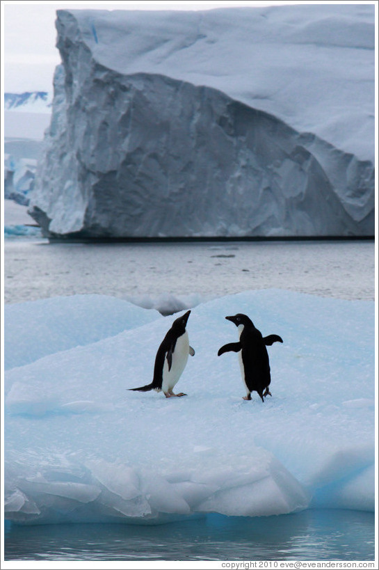 Two Ad?e Penguin on an iceberg.