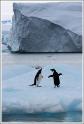 Two Ad?e Penguin on an iceberg.