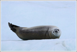 Crabeater Seal on an iceberg.